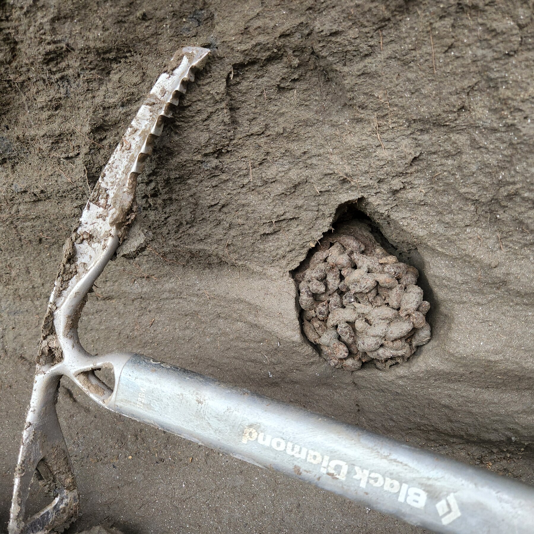 Fossilized droppings reveal ancient squirrels scavenged mammoth meat
