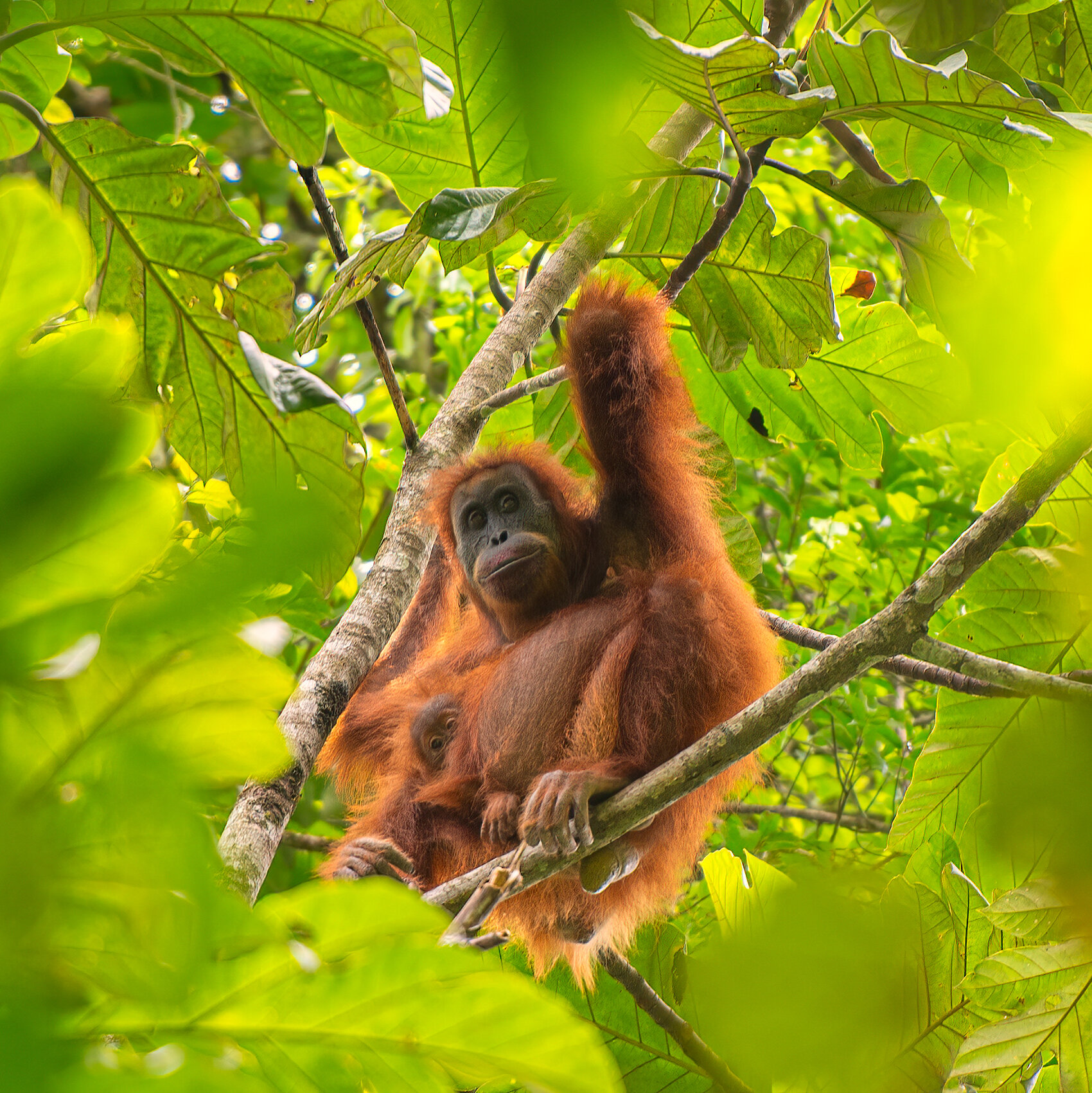 Landslides in Indonesia Wipe Out Over 5% of Rare Orangutan Population, Study Shows