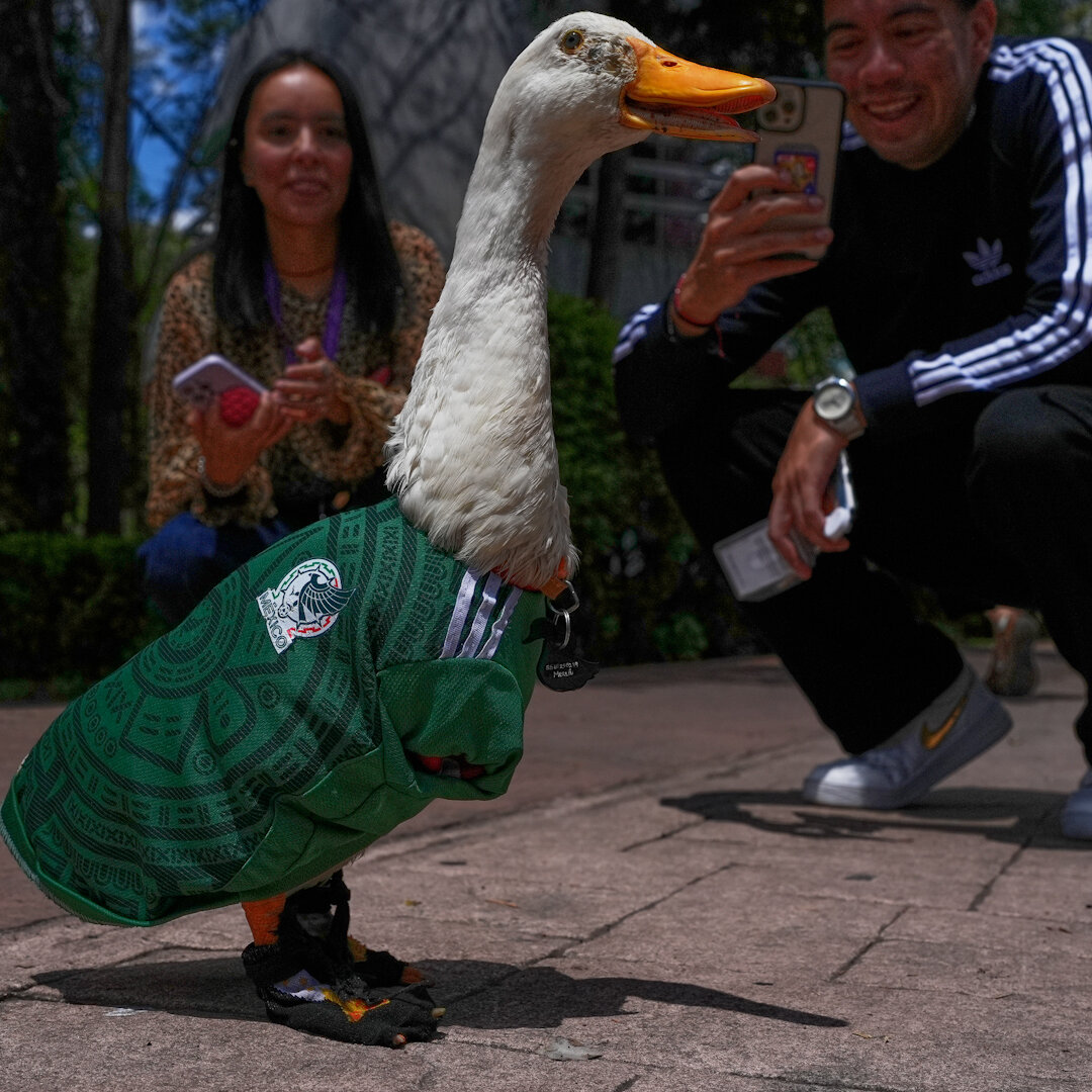 Merlin the Duck in Mexico World Cup Jersey Gains Unexpected Celebrity