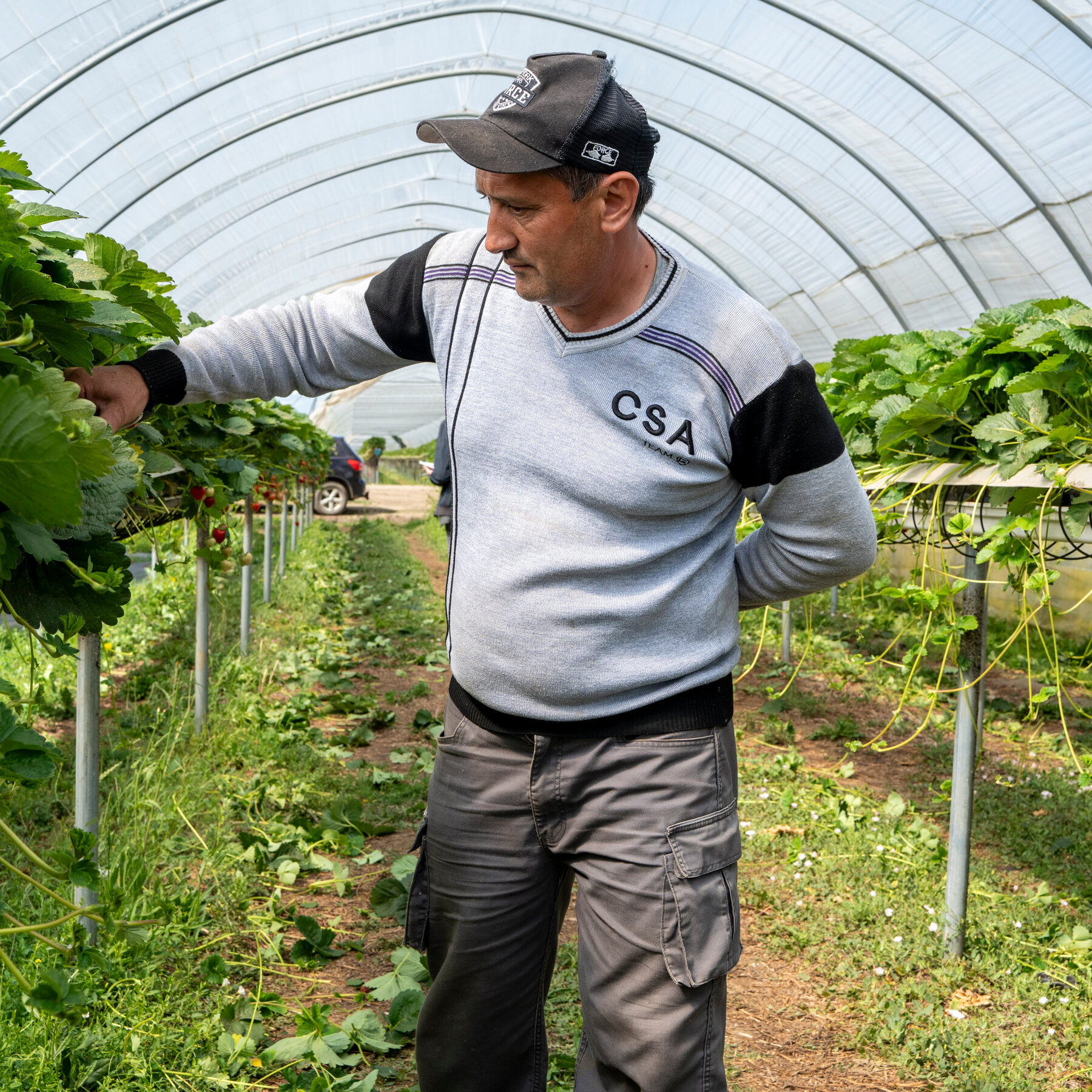 Central Asian Workers Harvest Britain's Strawberries a Decade After Brexit