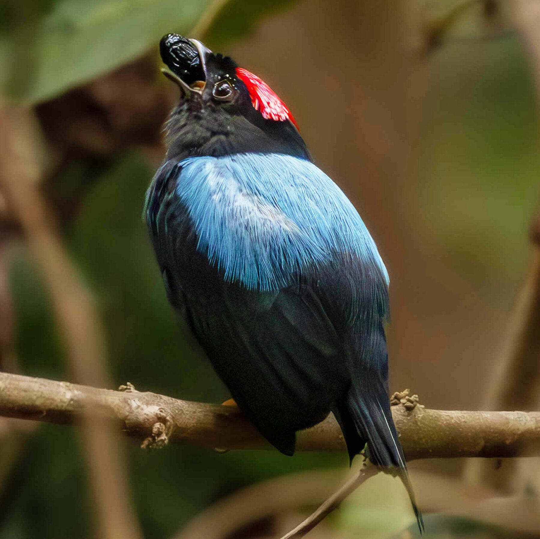 New Study Links Manakin Bird Backflips to Ancient Dietary Changes