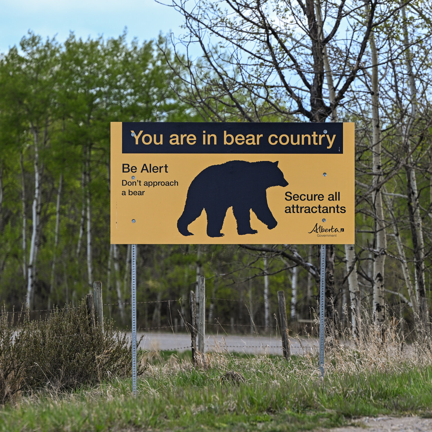 Woman Captures Grizzly Bear Circling Her and Dog Near Alberta Campsite