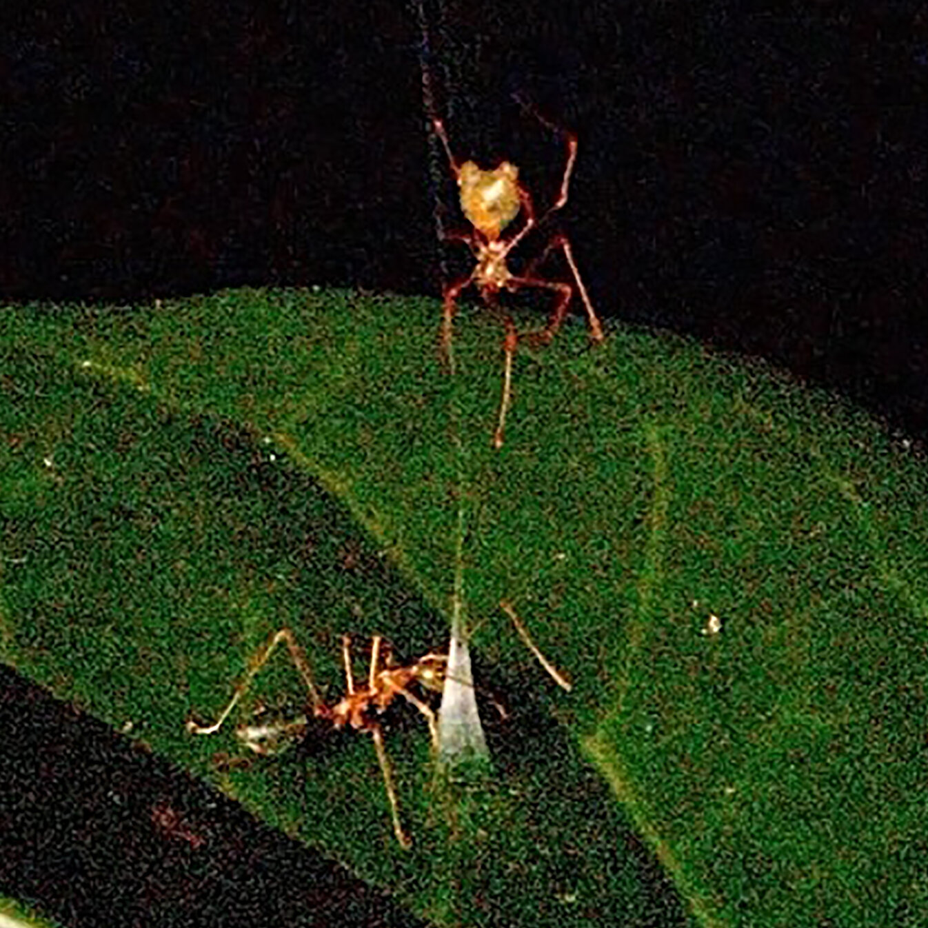 Newly Discovered 'Ballista' Spider Employs Unique Spring-Loaded Snare for Prey
