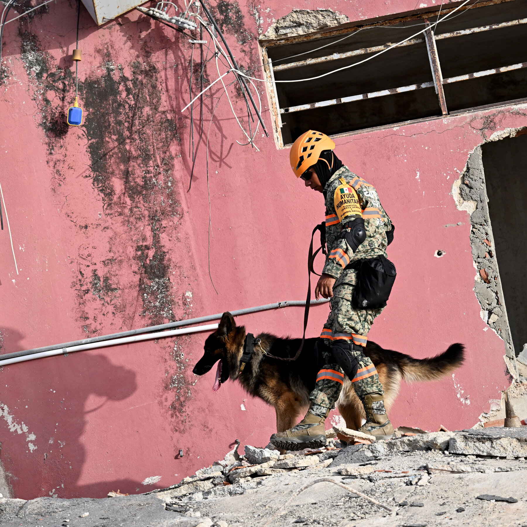 Trained Dogs Deploy to Locate Survivors in Venezuela Earthquake Rubble