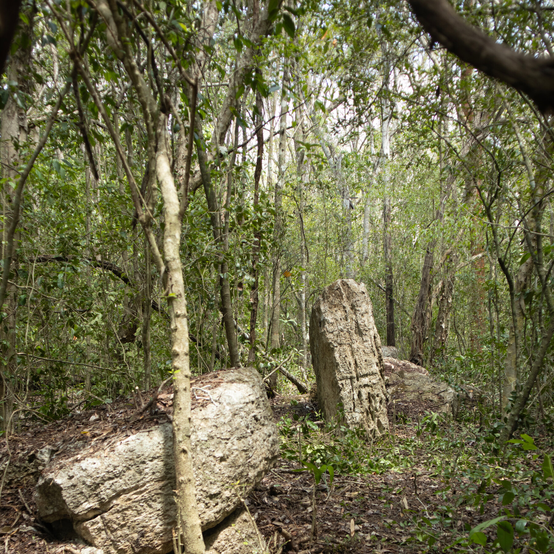 Archaeologists Discover Untouched Maya Monuments Deep in Yucatán Forest