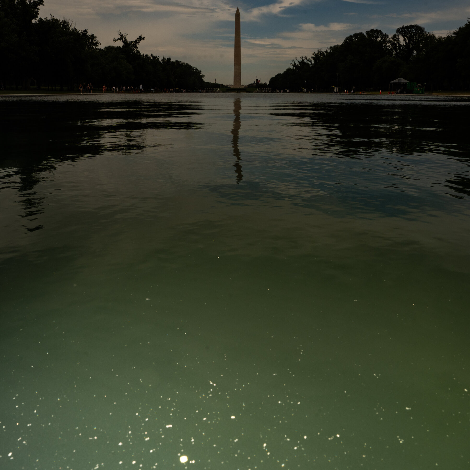 E Pluribus Algae: How Green Pond Scum Reflects American Identity