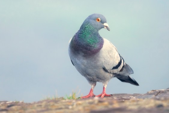 Roost app encourages ultra‑slow social interaction, likening pace to a carrier pigeon