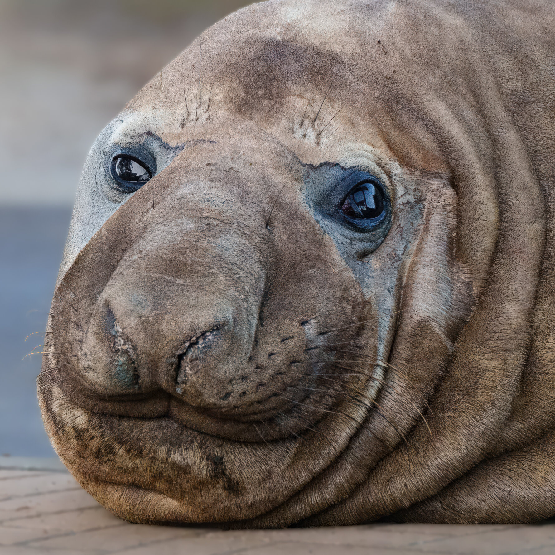 Neil the Elephant Seal Becomes Australia’s Viral Celebrity, Officials Caution Against Over‑Adulation