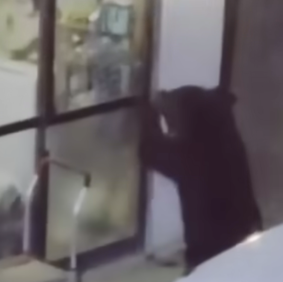 Climate Change Pushes Japan’s Asiatic Black Bears Into Homes, Prompting Food Raids