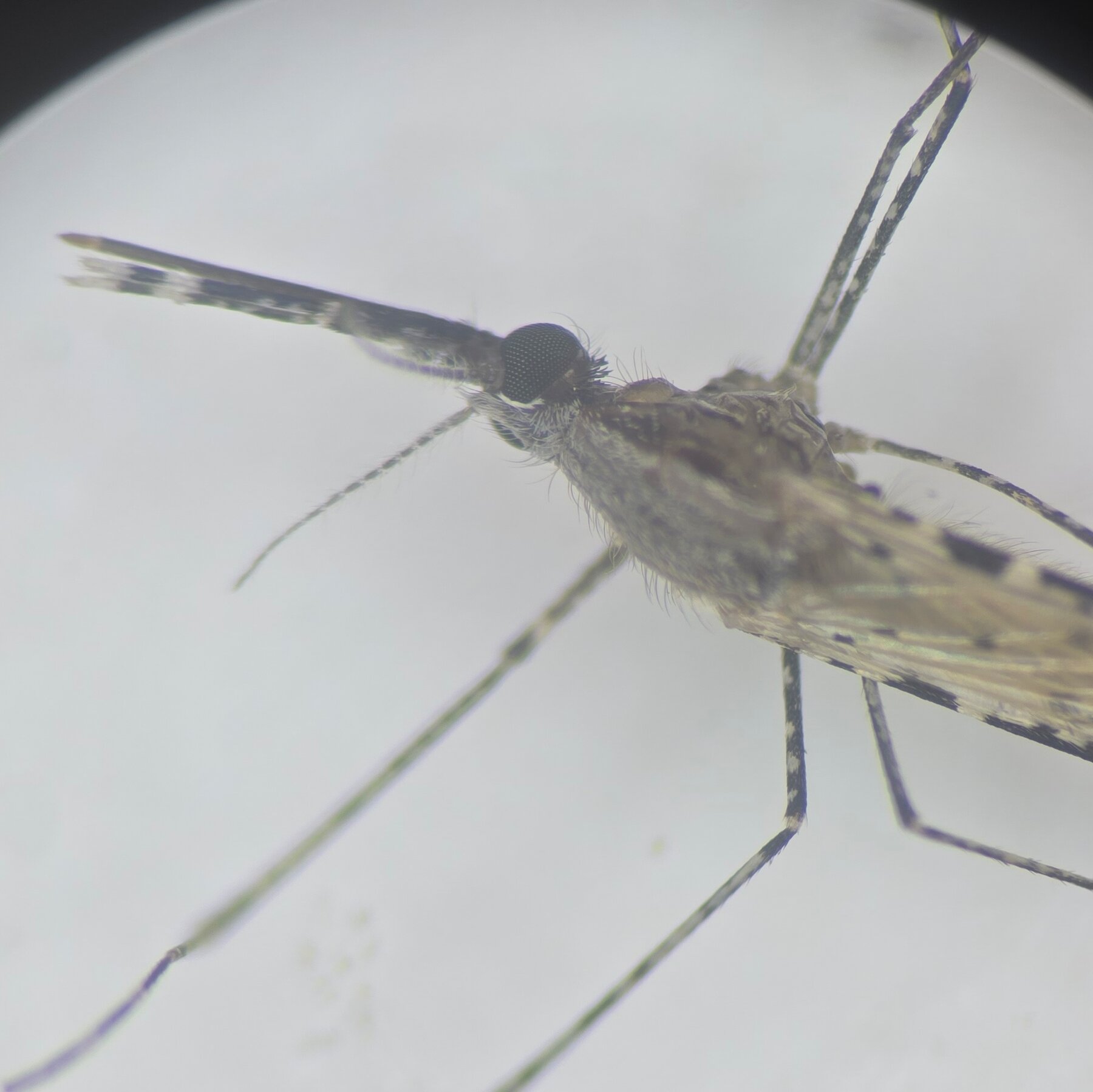 Invasive Malaria-Carrying Mosquito Spreads Rapidly Through African Cities