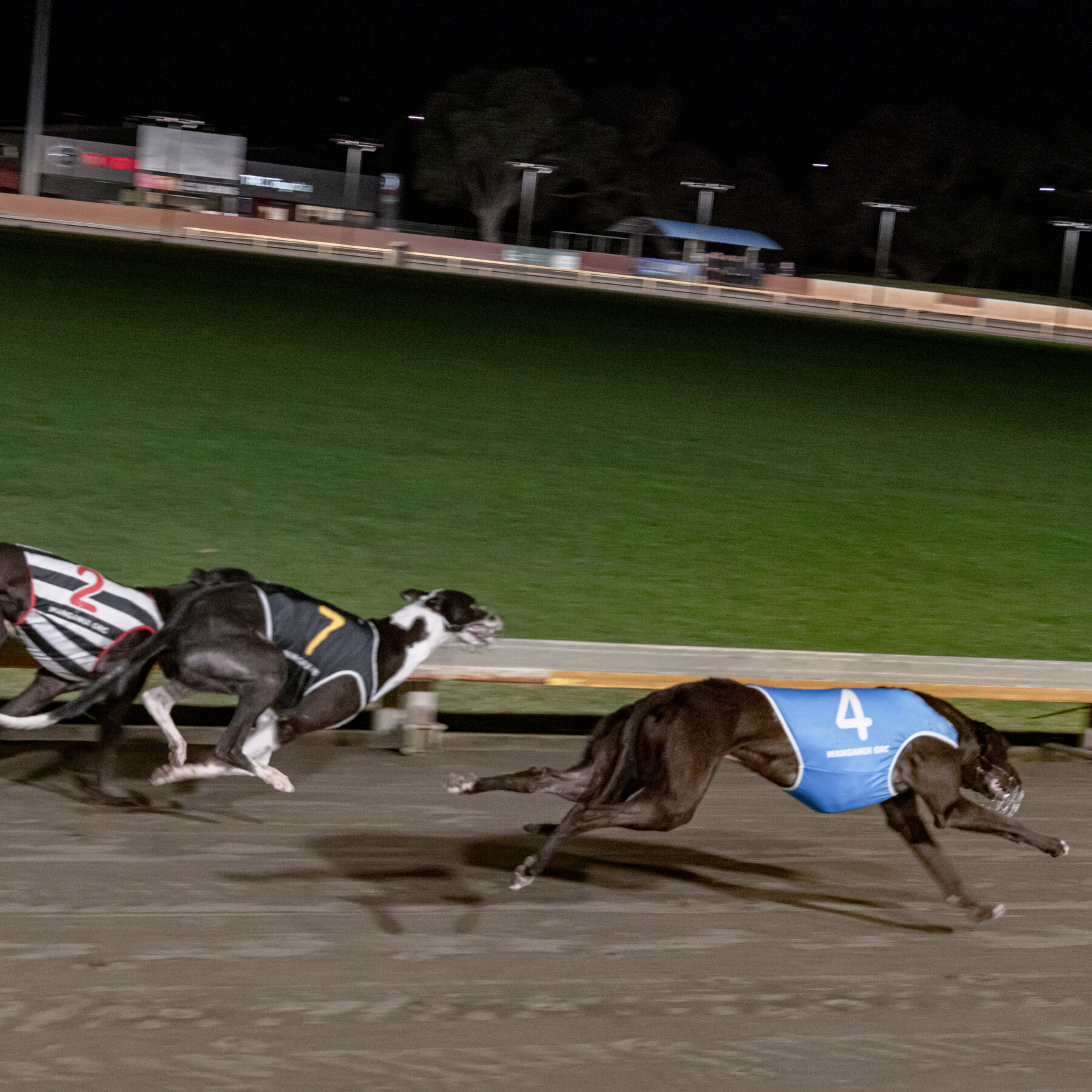 New Zealand Manages the Aftermath Following the End of Greyhound Racing