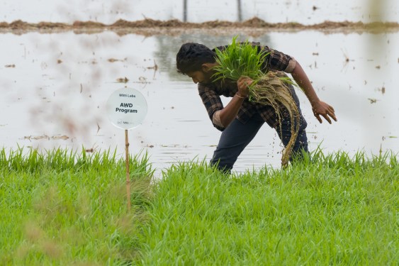 Saudi Aramco Backs Mitti Labs to Improve Water Resilience in Asian Rice Farming