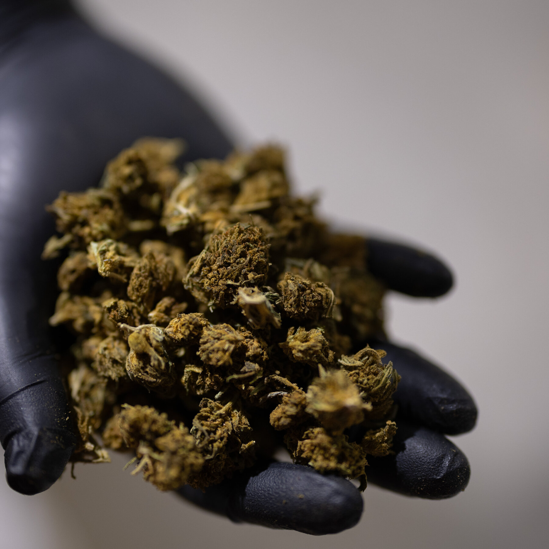 Trump Seeks Hemp Industry Boost That Would Benefit Family of Top Aide Susie Wiles