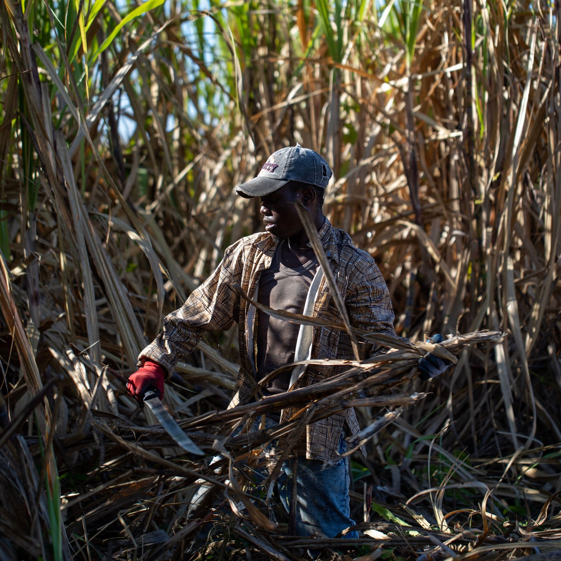 Sugar Importer With Trump Ties Accused of Continuing Abusive Labor Practices
