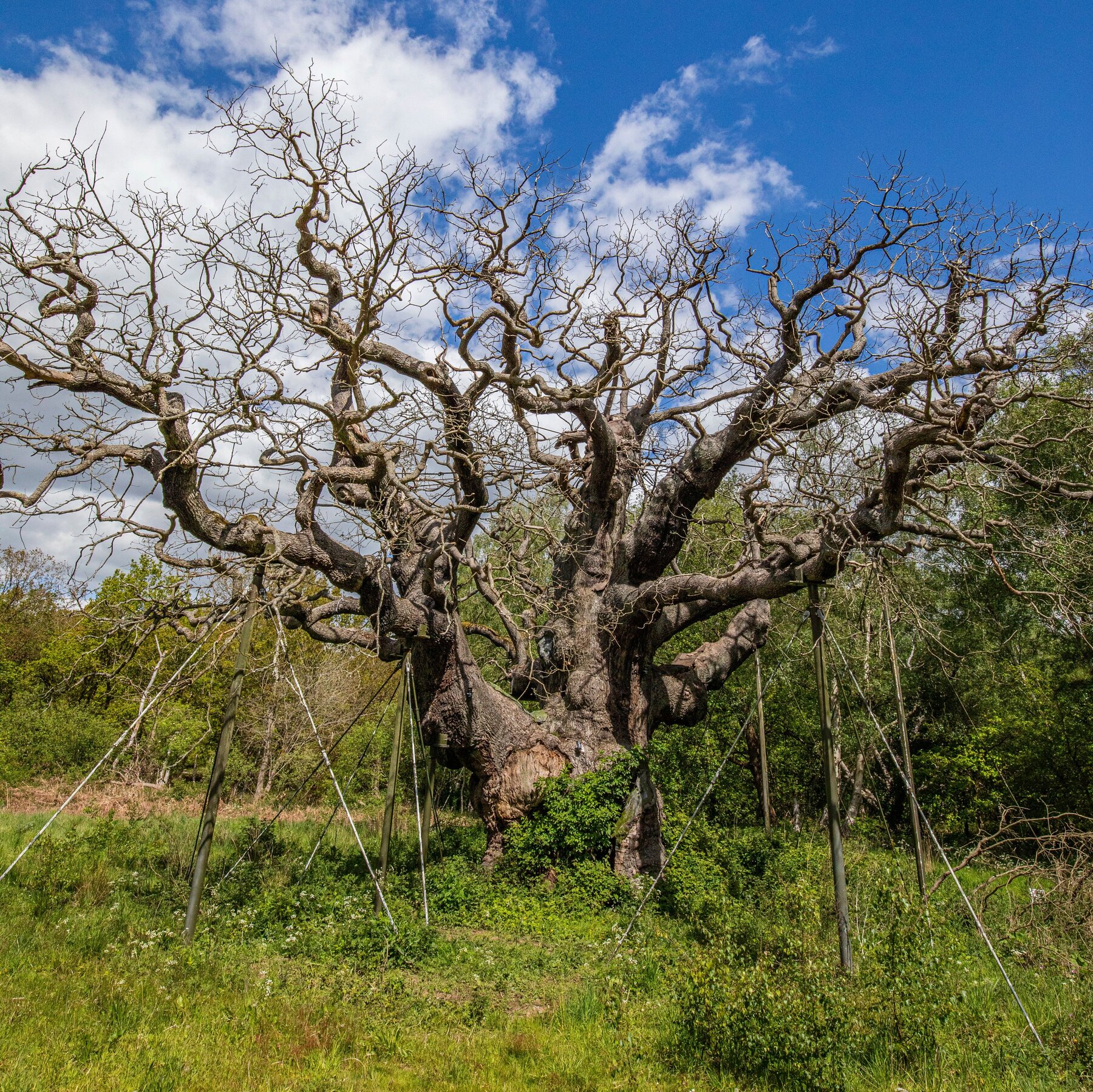 England's Ancient Trees Face Severe Threats from Heat and Drought
