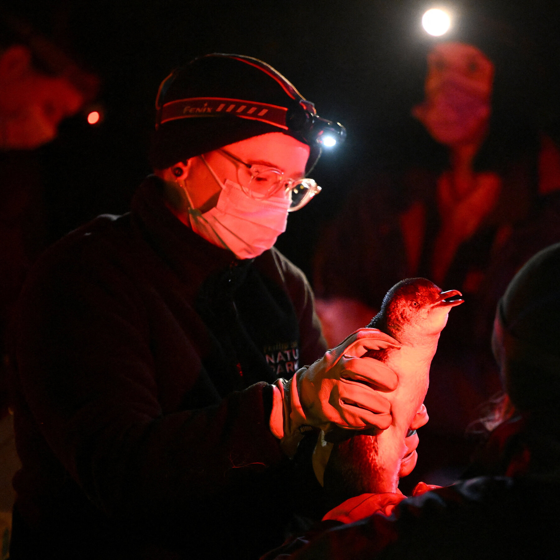 Australia Faces Growing Bird Flu Crisis Following First H5N1 Cases in Seabirds