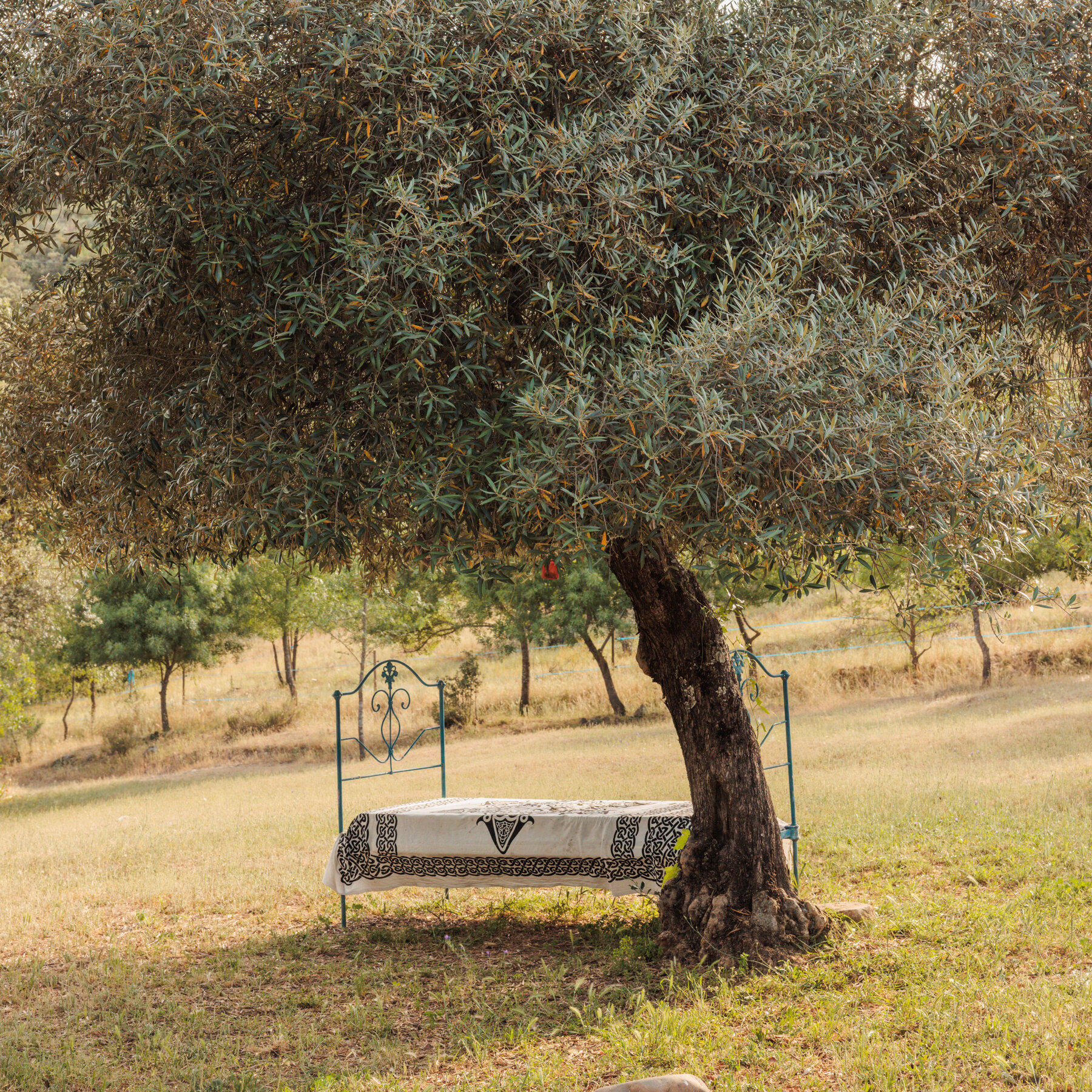 Hiking Portugal's Côa Valley Reveals Ancient Oaks, Rewilding, and Prehistoric Art