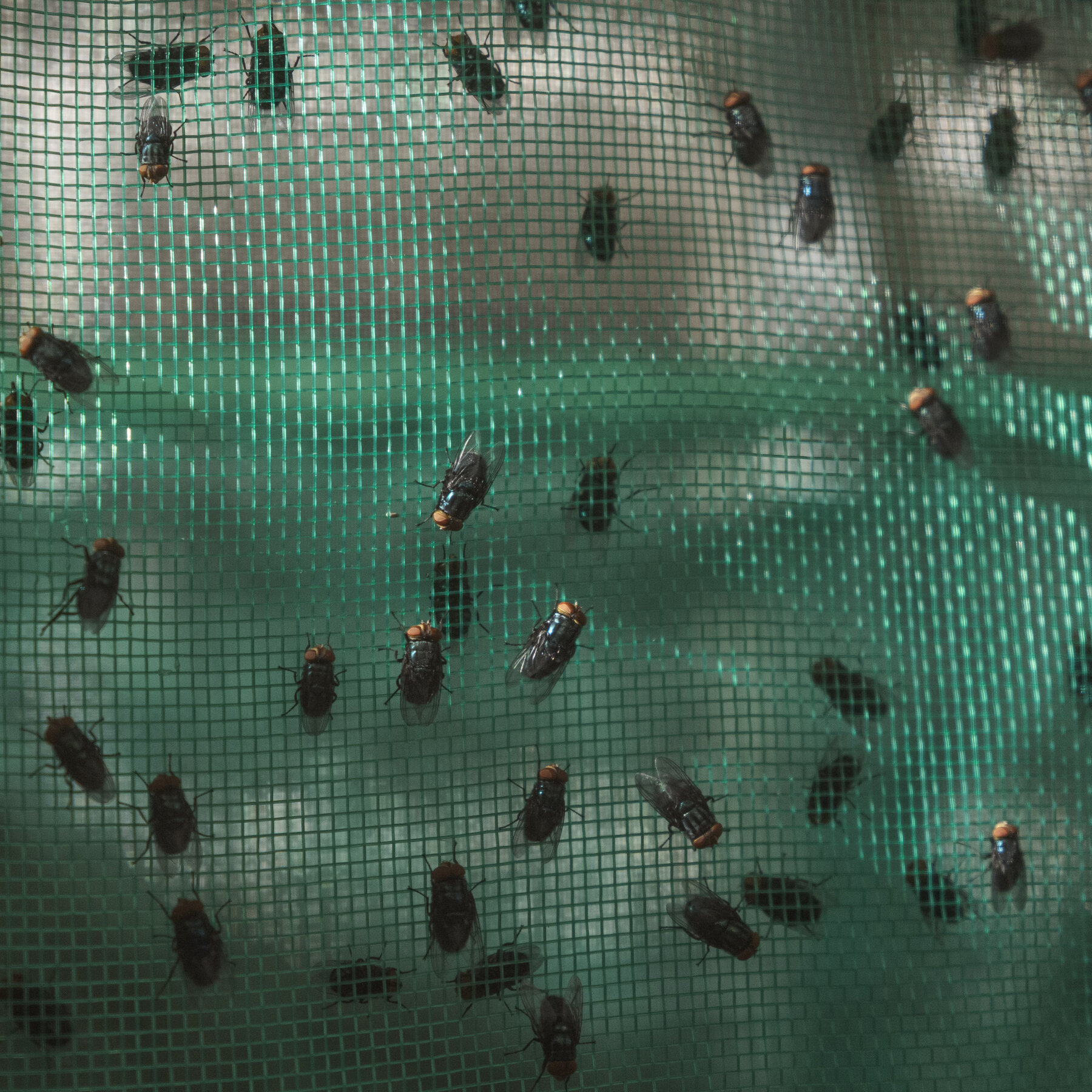 Inside the Ongoing Efforts to Contain a Screwworm Outbreak in Mexico