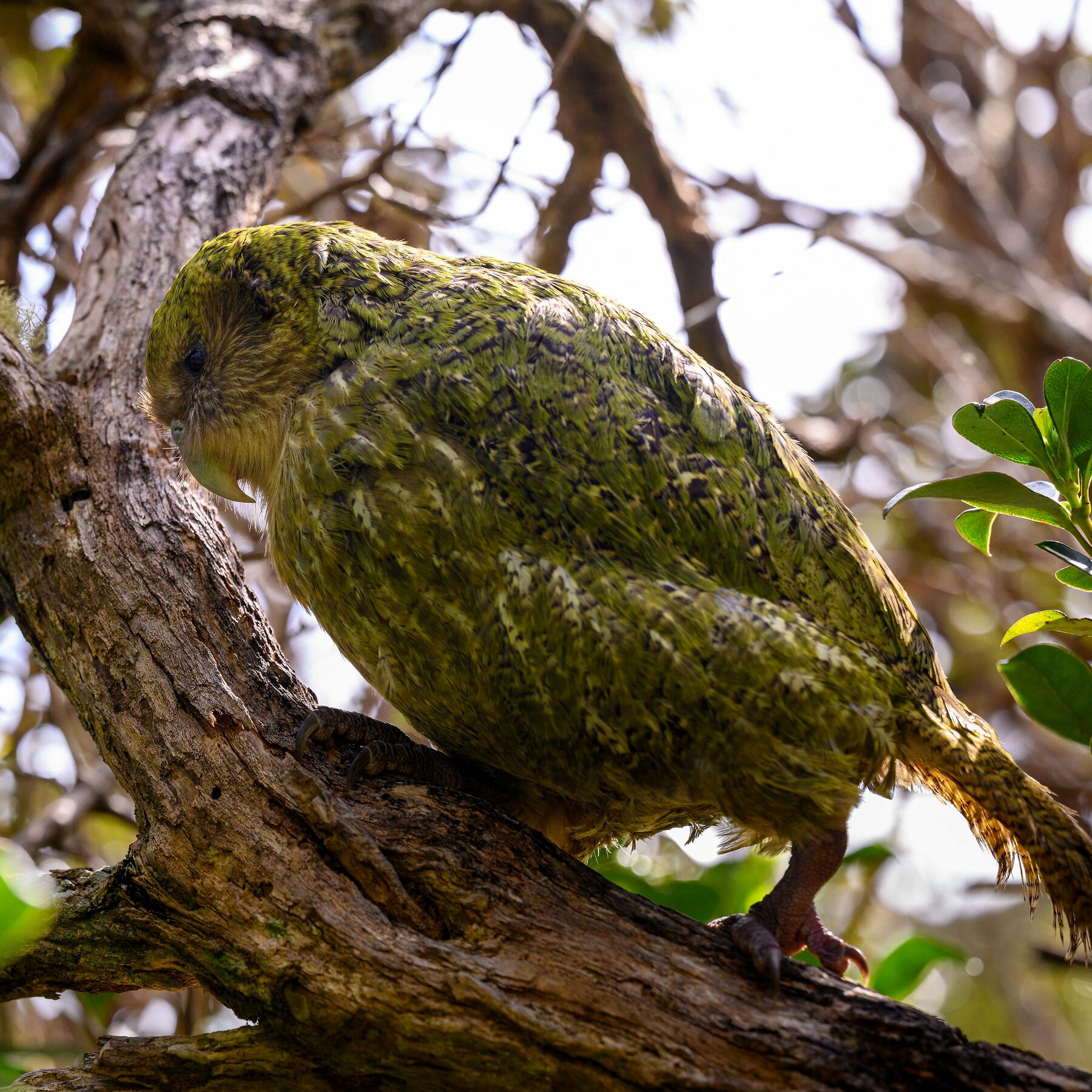 Critically Endangered Kakapo Parrots Experience Record Population Growth in New Zealand