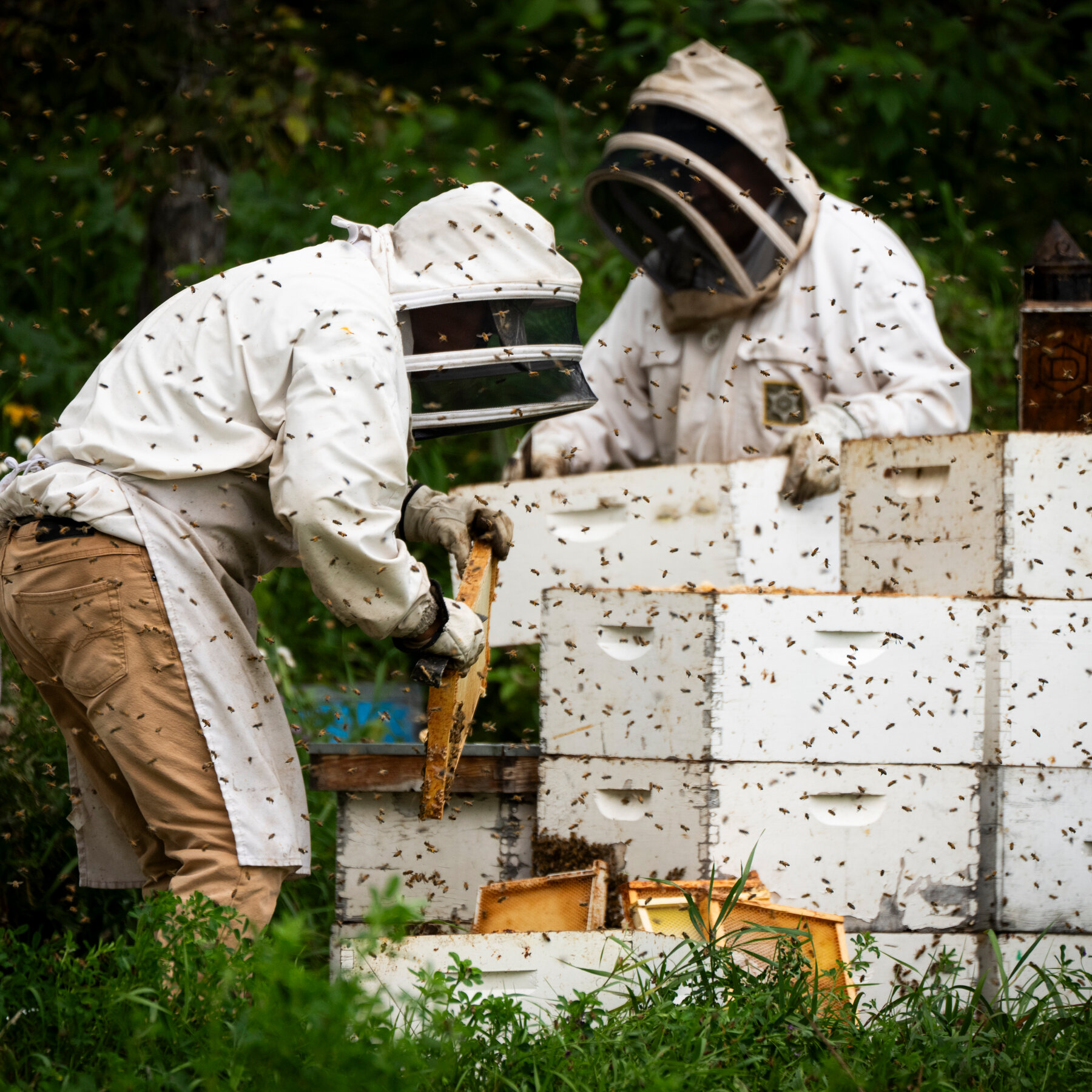 Trump Tariffs and Bad Weather Threaten Canada's Honey Industry in Alberta